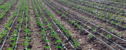 Damla Sulama Borusu Çeşitleri ve Kullanım Alanları Nelerdir?