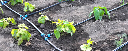 Damla Sulama ile Gübreleme Nasıl Yapılır? Fertigasyonun Püf Noktaları