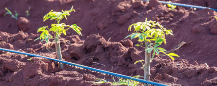 Damla Sulama ile Su Tasarrufu: Damlama Sulama Sistemlerinin Geleceği