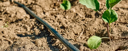 Damla Sulama Borusu Seçimi: Verimli Sulamanın Temeli