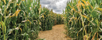 Mısırda En Uygun Sulama Yöntemleri