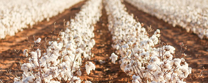 Pamukta Damla Sulama: Verimli, Kontrollü ve Su Dostu Üretim