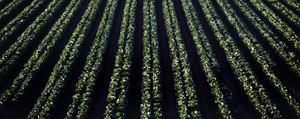 Tarımsal Sulama Sistemleri: Verimlilik ve Sürdürülebilirlik İçin Stratejik Seçimler